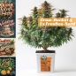 Preview: Grow Bucket Living Soil organic